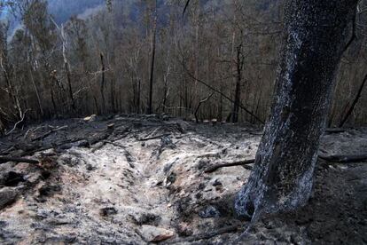 Imagen de una zona quemada en el incendio de As Fragas do Eume en el Ayuntamiento de A Capela.