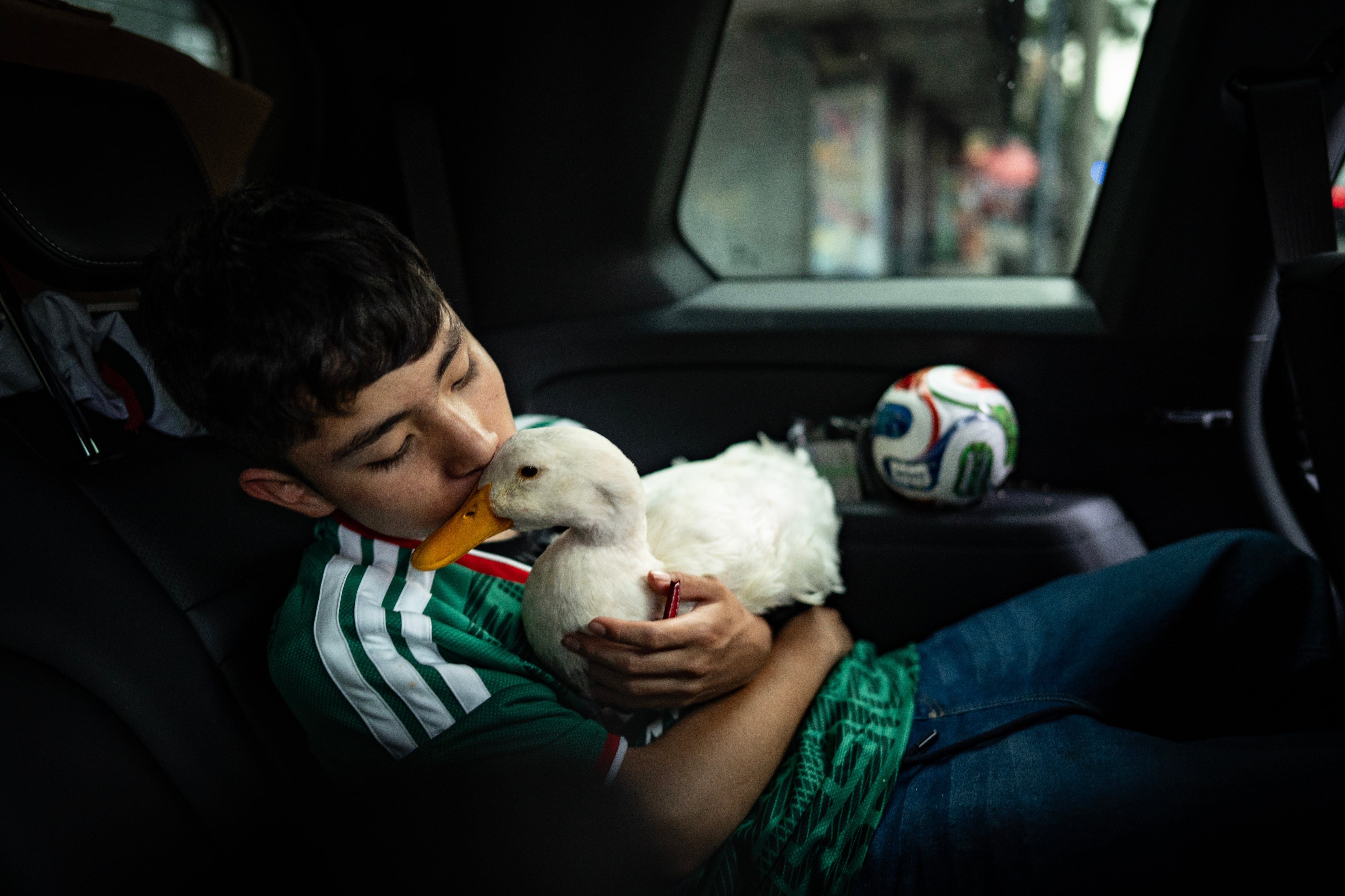 El pato ha adquirido una gran popularidad entre la afición mexicana.