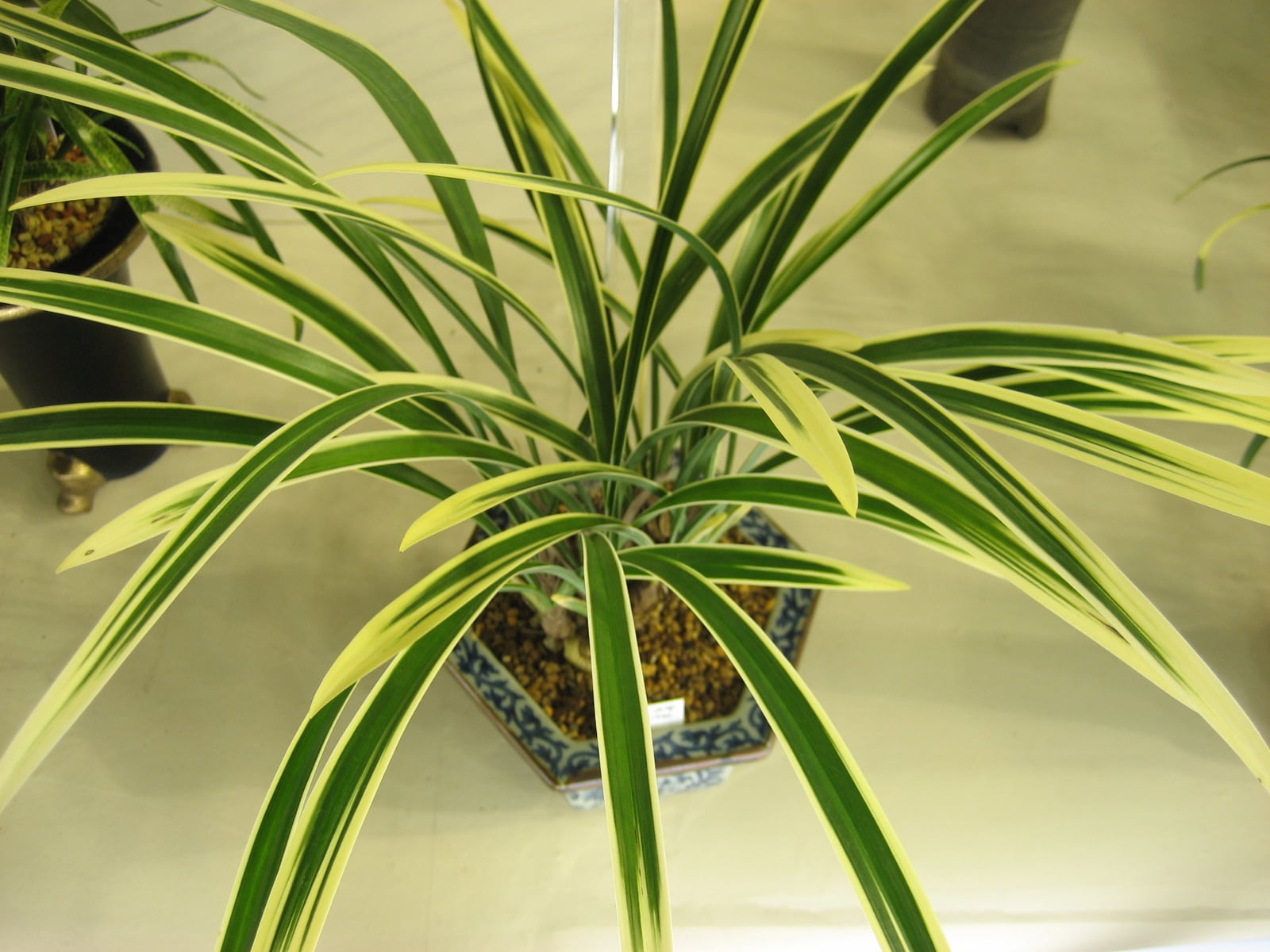 Las hojas de los cimbidios chinos son gráciles y en ocasiones variegadas, como en Cymbidium ensifolium 'Kinki'.