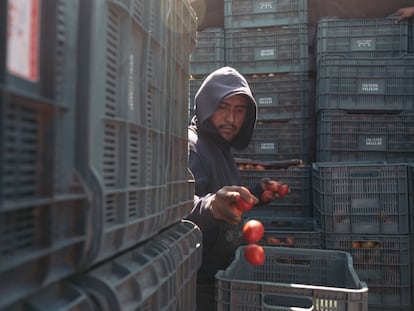 Un trabajador coloca tomates en cajas para su transporte en una granja en Limón de Los Ramos, Sinaloa, en enero de 2021.