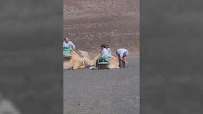 Vídeo | El vídeo viral del maltrato a una cría de camello en el Parque Nacional de Timanfaya