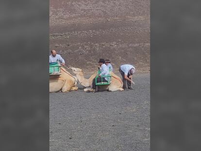 Vídeo | El vídeo viral del maltrato a una cría de camello en el Parque Nacional de Timanfaya