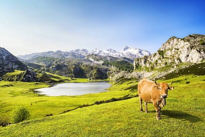 Los lagos Ercina (en la foto) y Enol, más conocidos como los lagos de Covadonga. 