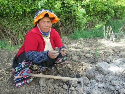 Fel&iacute;citas, una de las mujeres que siembra papa en su huerto en la comunidad Amaru. Uno de las consecuencias del cambio clim&aacute;tico es que los hombres empiezan a procurar trabajos adicionales a la agricultura y las mujeres asumen m&aacute;s responsabilidades en las tareas de la tierra, adem&aacute;s de las dom&eacute;sticas.