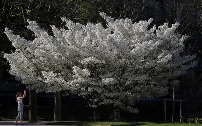 Una mujer hace una fotografa a un rbol florido en un jardn de Pars (Francia).