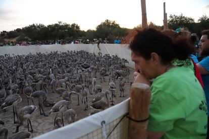 En el período de 1984 a 2022 han nacido en esta laguna un total de 230.948 pollos, resultados que ponen de manifiesto que Fuente de Piedra en los años húmedos, por lo general, alberga el principal núcleo reproductor 
de los flamencos.