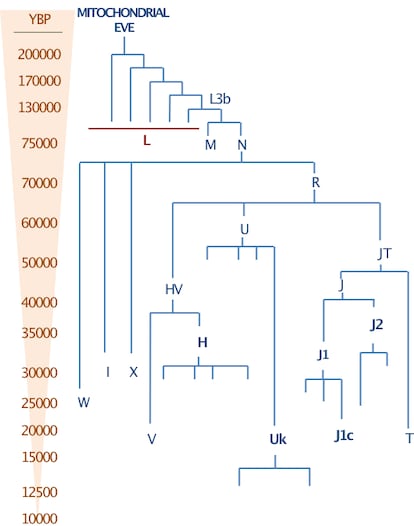 Figura extraída de Chinnery & Gómez-Durán en la revista 'Frontiers in Neuroscience' 2018, Volume 12 https://doi.org/10.3389/fnins.2018.00682