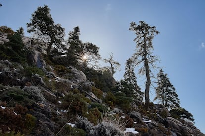 Pinsapo, en un bosque de abetos nevado en Sierra de las Nieves.