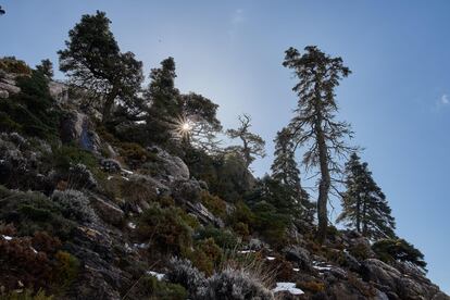 Pinsapo, en un bosque de abetos nevado en Sierra de las Nieves.