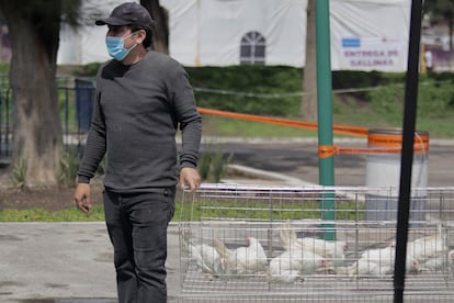 casos de gripe aviar en mexico