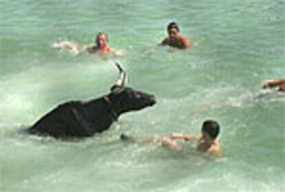 Varios jóvenes nadan junto a un toro en las aguas del puerto durante las fiestas de Benicarló, Castellón.