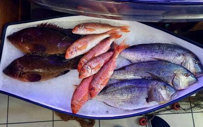 PESCADOS DEL DÍA EXPUESTOS EN LA SALA DEL RESTAURANTE VENEZUELA, UNA DE LAS MUCHAS CESTAS QUE OCUPAN SUS COMEDORES /CAPEL