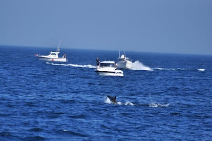 Pescadores deportivos en una zona con presencia de delfines en el Estrecho.