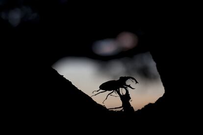 La cena de esta noche será algo de savia azucarada del tronco.