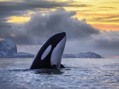 La mitad de las poblaciones de orcas perecen condenadas por los policlorobifenilos (PCB).
