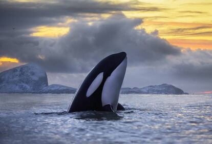La mitad de las poblaciones de orcas perecen condenadas por los policlorobifenilos (PCB).