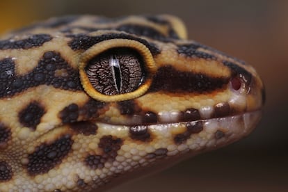 Un gecko leopardo observa fijamente la lente con la que está tomada la fotografía.