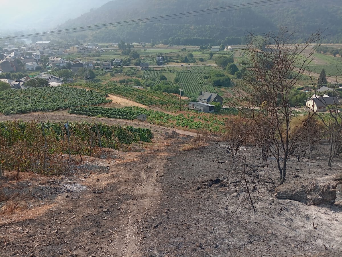 Así ha resistido Valdeorras tras el fuego: “El viñedo salvó pueblos enteros”