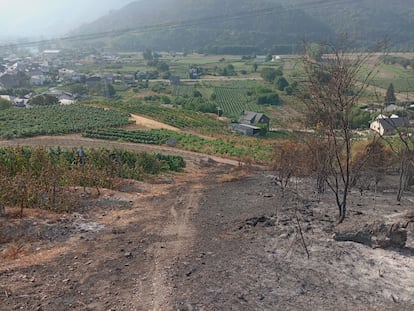 Vista de la viña de un viticultor privado en Vilamartín de Valdeorras tras los incendios que han arrasado esta comarca gallega.
Foto proporcionada por el Consejo Regulador Valdeorras.