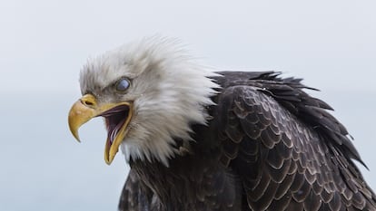 Primer plano de uno de estos ejemplares que comen zorros y gaviotas.