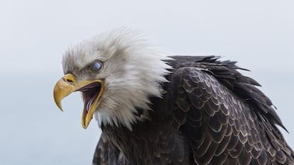 Primer plano de uno de estos ejemplares que comen zorros y gaviotas.