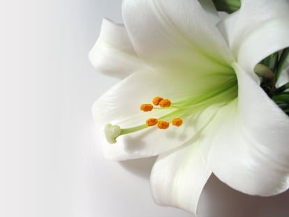 La azucena es una planta bulbosa que puede vivir muchos años.