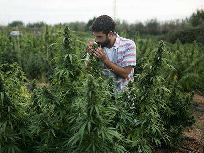 Plantación de cáñamo en la Universidad Politécnica de Cataluña para realizar ensayos industriales.