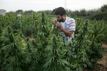 Plantación de cáñamo en la Universidad Politécnica de Cataluña para realizar ensayos industriales.