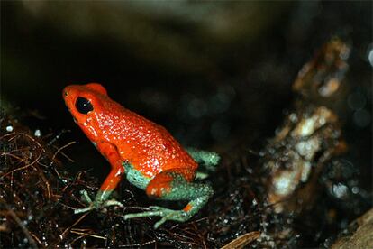 Los biólogos costarricenses están preocupados por la drástica disminución en las poblaciones de anfibios en todo el país desde los primeros años de la década de los noventa.sobre las causas. Unas 23 especies de ranas y sapos están en peligro grave de sumarse a la lista de animales desaparecidos en este país, como ya lo ha hecho el sapo dorado.