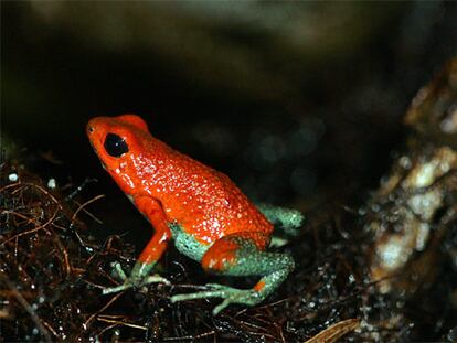 Los biólogos costarricenses están preocupados por la drástica disminución en las poblaciones de anfibios en todo el país desde los primeros años de la década de los noventa.sobre las causas. Unas 23 especies de ranas y sapos están en peligro grave de sumarse a la lista de animales desaparecidos en este país, como ya lo ha hecho el sapo dorado.