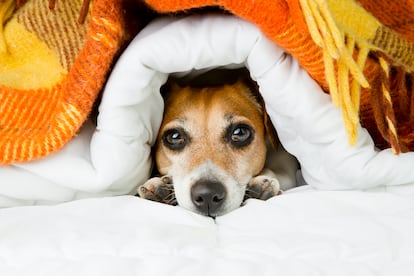 Dilemas de la vida moderna: ¿deben los perros invadir nuestros dormitorios?