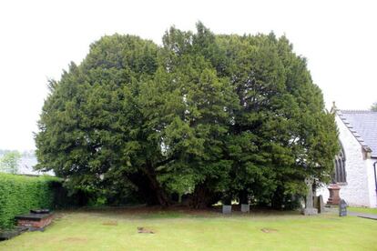 El Tejo Llangernyw crece junto a una pequeña iglesia de Conwy (Gales del Norte) que alberga, según la cultura local, un espíritu que profetiza y anuncia en Halloween el nombre de los feligreses que fallecerán en el año venidero. Leyendas aparte, la edad de este majestuoso tejo oscila entre los 1.500 años y los 5.000, según las estimaciones, y forma parte de los llamados Great British Trees, una lista de 50 árboles destacados de Gran Bretaña.