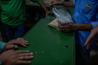 Un operario pesa y analiza una muestra de soja en una planta procesadora en Sinop. Una auditora de la empresa KPMG que trabaja para Bayer Monsanto analiza el grano y, si es transgénico, toma nota para cobrar los derechos de la patente al productor.