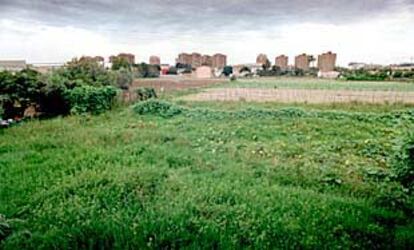 Una zona de huerta en el entorno de la Ciudad de las Artes y las Ciencias de Valencia.