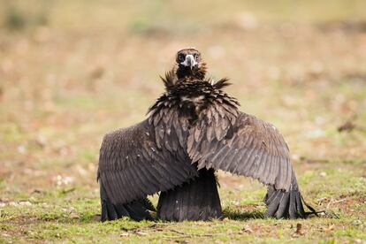 Un buitre negro pliega sus alas en Extremadura, considerada como un paraso para la avifauna en Espa?a y Europa.