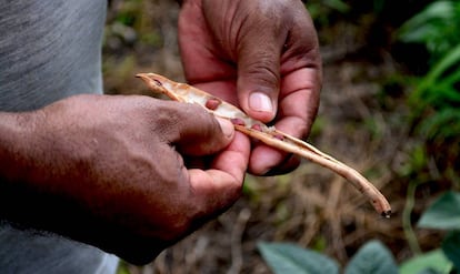 Frijoles cultivados en Brasilar, en la región de Montes de María (Colombia).