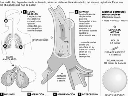 Pulmones