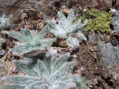 La estrella de las nieves o Plantago nivalis es uno de los símbolos de Sierra Nevada, en Andalucía. Las montañas béticas y, en especial, Sierra Nevada son los principales puntos de biodiversidad vegetal ibérica. 