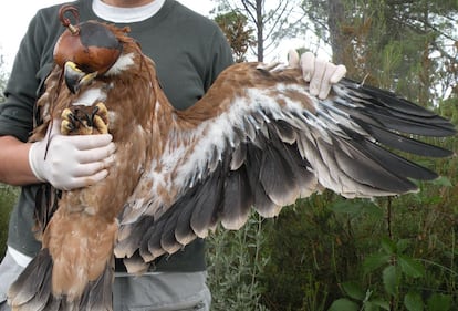 Ejemplar de águila imperial mientras se le coloca el emisor.