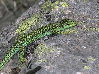 Lagartija carpetana, de Gredos