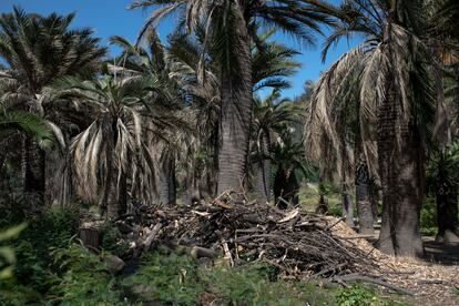 El Jardn Botnico de Vi?a del Mar, despus del incendio. 