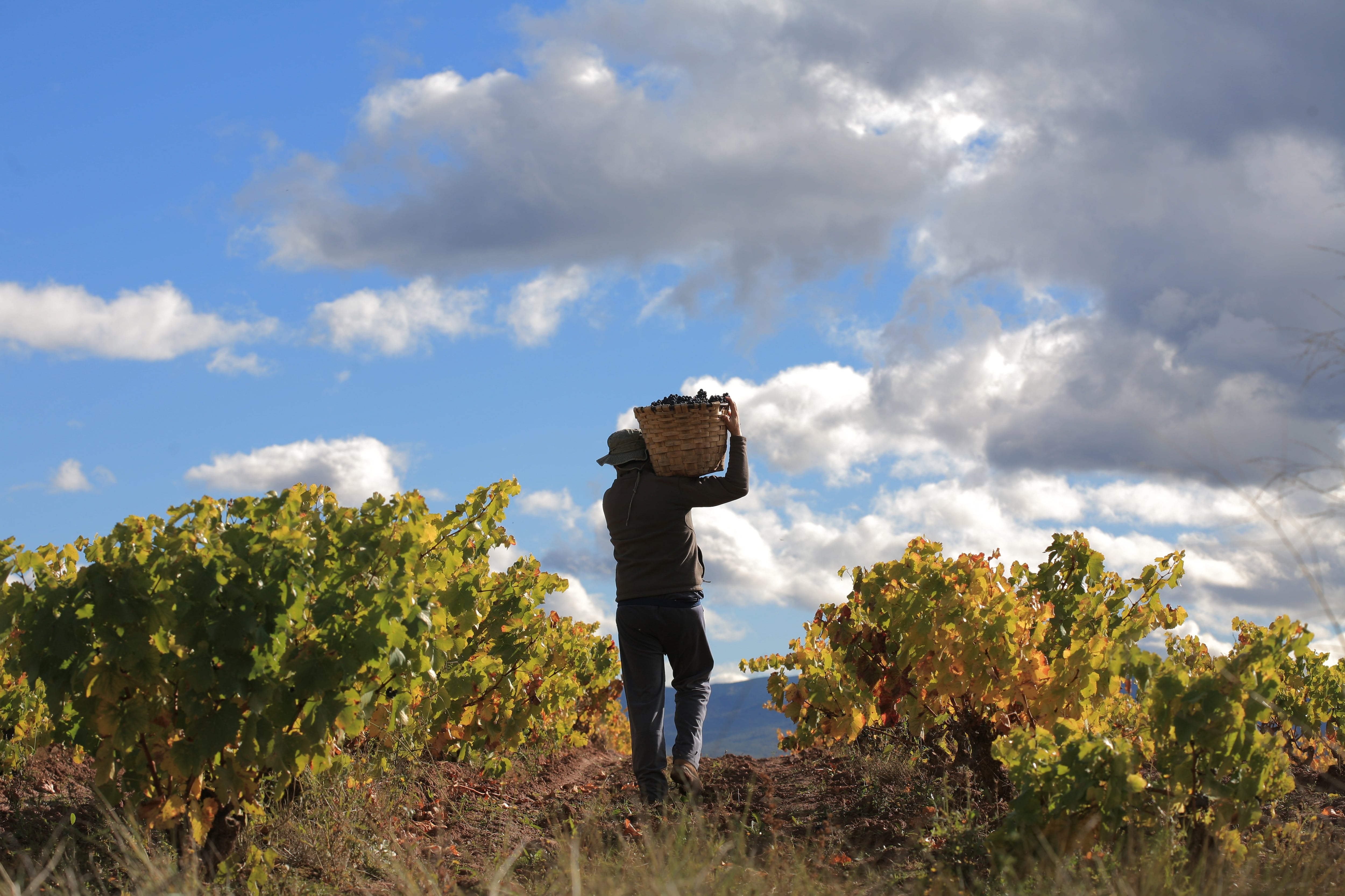 Campaña de la vendimia en La Rioja.