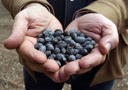 La sequía aumenta los costes y dificulta las producciones agrícolas de cereal, olivo, cítricos y hortalizas. Los embalses están por debajo de la media de la última década. En la imagen, Gregorio López, agricultor, muestra aceitunas afectadas por la sequía en un olivar de Úbeda, en Jaén.