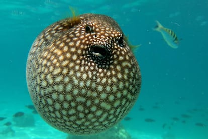 Los órganos del pez globo o fugu contienen tetradotoxina, un potente veneno paralizante.