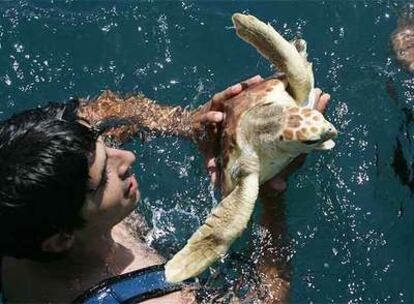 Una tortuga boba en el Centro de Recuperación de Especies Marinas de Málaga.