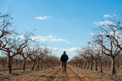 Alfonso Morcillo pasea por una de las plantaciones de pistachos que tiene a las afueras de Villarrobledo (Albacete).