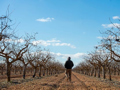 Alfonso Morcillo pasea por una de las plantaciones de pistachos que tiene a las afueras de Villarrobledo (Albacete).