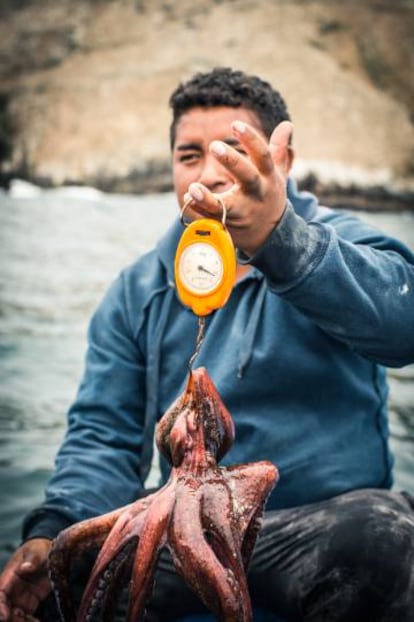 Un hombre pesa a un pulpo para controlar que este por lo menos sobre un kilogramo de peso. No puede ser menor a esa talla.