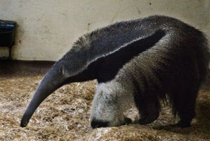 Uno de los dos ejemplares de oso hormiguero, ayer en la jaula en la que pasa la noche.