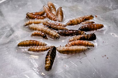 Larvas de gusano barrenador son observadas por microscopio en un laboratorio de COPEG, en Panamá, el 11 de junio de 2025.